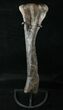 Camptosaurus Tibia w/ Stand - Colorado #14732-6